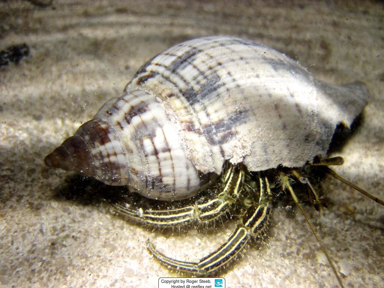 Clibanarius vittatus Red Brocade Hermit Crab, Thin Lined Hermit Crab ...