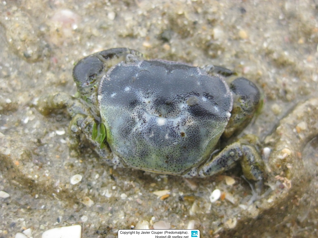Hemigrapsus crenulatus Hairy-handed Crab, Hairy-handed Shore Crab