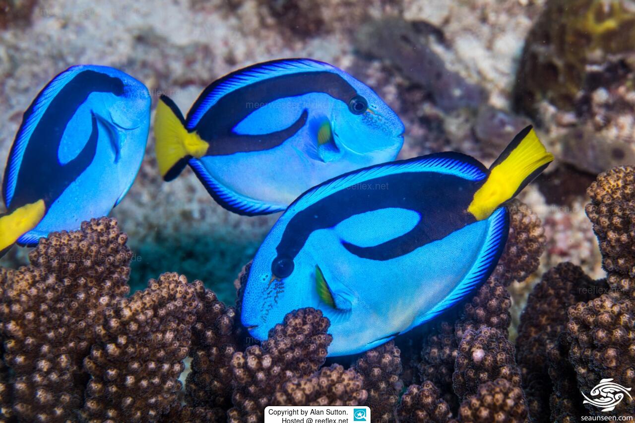 Blue Hippo Tang (Paracanthurus hepatus) - Small