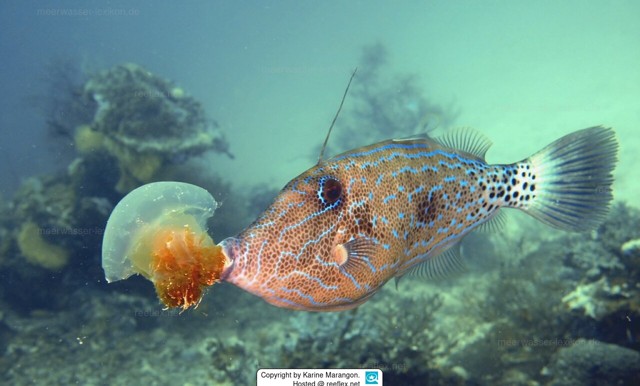 Aluterus scriptus Broomtail File, Broomtail Filefish, Filefish