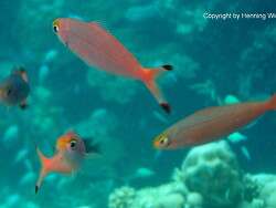 Pterocaesio pisang; Malediven; Vilamendhoo