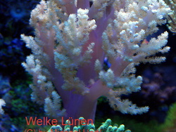 Litophyton mit rosa Stamm /gelbe Polypen