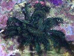 Comanthina spec. 02 thumbnail