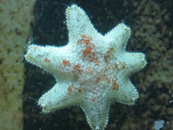 Asterina Sp.
