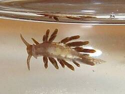 Aeolidiella sp.02 thumbnail