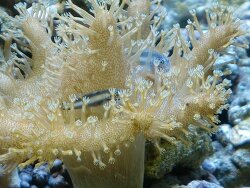 Gobiodon albofasciatus thumbnail