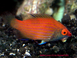 Pseudocheilinops ataenia thumbnail