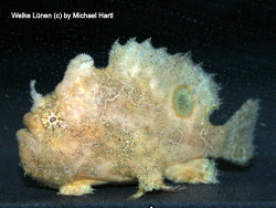 Antennarius nummifer (Spotfin frogfish, Coinbearing frogfish, whitefingered frogfish - Rückenfleck Anglerfisch)