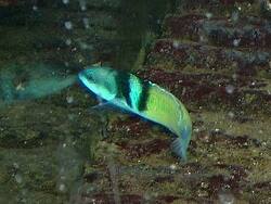 Thalassoma bifasciatum thumbnail