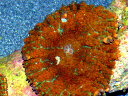 Rhodactis sp. 15 thumbnail