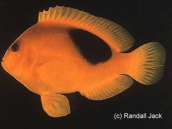 Amphiprion ephippium thumbnail