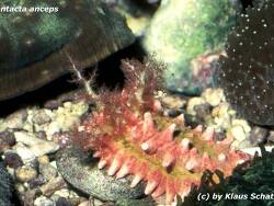Colochirus crassus thumbnail