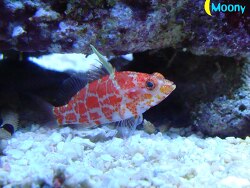 Plectranthias inermis