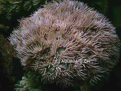 Duncanopsammia axifuga thumbnail