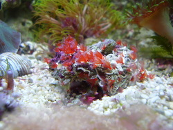 Filogranella elatensis thumbnail