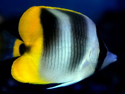 Chaetodon ulietensis thumbnail