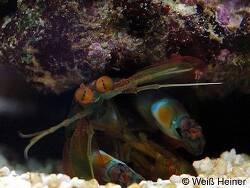 Gonodactylaceus ternatensis thumbnail
