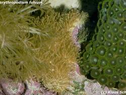 Rhytisma fulvum thumbnail