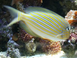 Acanthurus lineatus