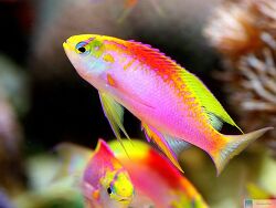 Pseudanthias ventralis - Fahnenbarsch (c) Robert Baur