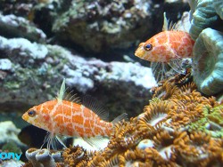 Plectranthias inermis