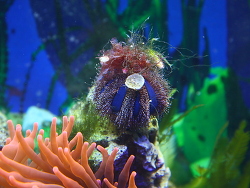 Mespilia globulus geschmückt