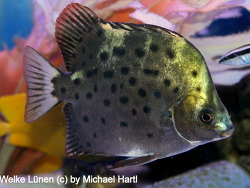 Scatophagus argus thumbnail