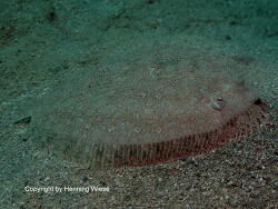 Bothus pantherinus; Rotes Meer; Marsa Alam