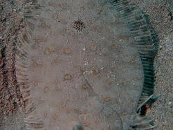 Bothus pantherinus; Rotes Meer; Marsa Alam