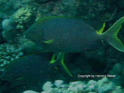 Siganus stellatus; Rotes Meer, Marsa Alam