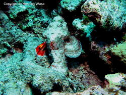 Scorpaenopsis diabolus; Rotes Meer, Marsa Alam