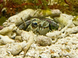  Opistognathus scops mit Eiern  Fotos (c) by Wolfgang Mai 