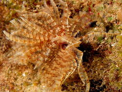 Sabellastarte indica; Rotes Meer, Marsa Alam