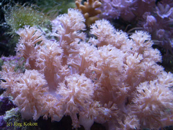 Efflatounaria sp. 01 thumbnail