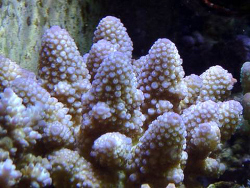 Acropora monticulosa