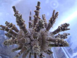 Prionocidaris verticillata  (c) by Meissners Korallenkeller Schweiz