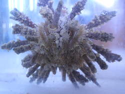 Prionocidaris verticillata  (c) by Meissners Korallenkeller Schweiz