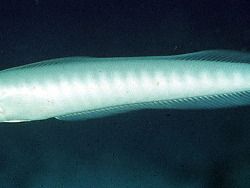 Malacanthus brevirostris - Picture (c) by Randall J.E.