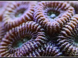 Favia sp. 03 - Hirnkoralle