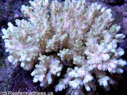 Acropora willisae thumbnail