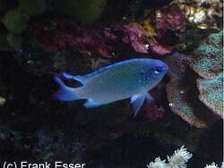 Pomacentrus agassizii thumbnail