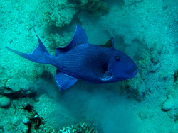 Blaustreifen-Drückerfisch