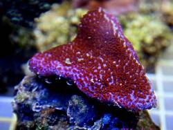 Montipora 