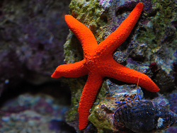 Echinaster luzonicus