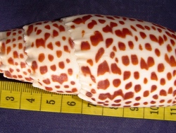 Mitra papalis  (c) by  bachgiang ngo - Hanoi - Vietnam