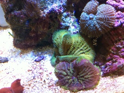 Stichodactyla sp. - Min Max Anemone  - interessanterweise teilweise in eine Muschel eingezogen,..