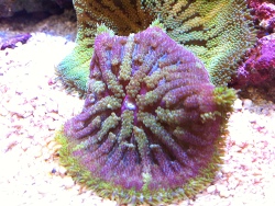 Stichodactyla sp. - Min Max Anemone  - interessanterweise teilweise in eine Muschel eingezogen,..