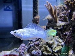 P.latipinna (silberne Form 