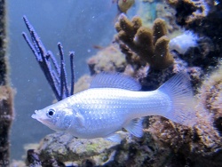 P.latipinna (silberne Form Weibchen)