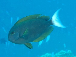 Acanthurus thompsoni, Malediven Eryiadu